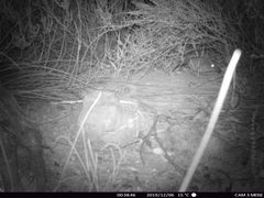 Elephantulus edwardii