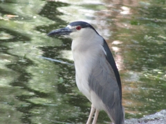 Nycticorax nycticorax