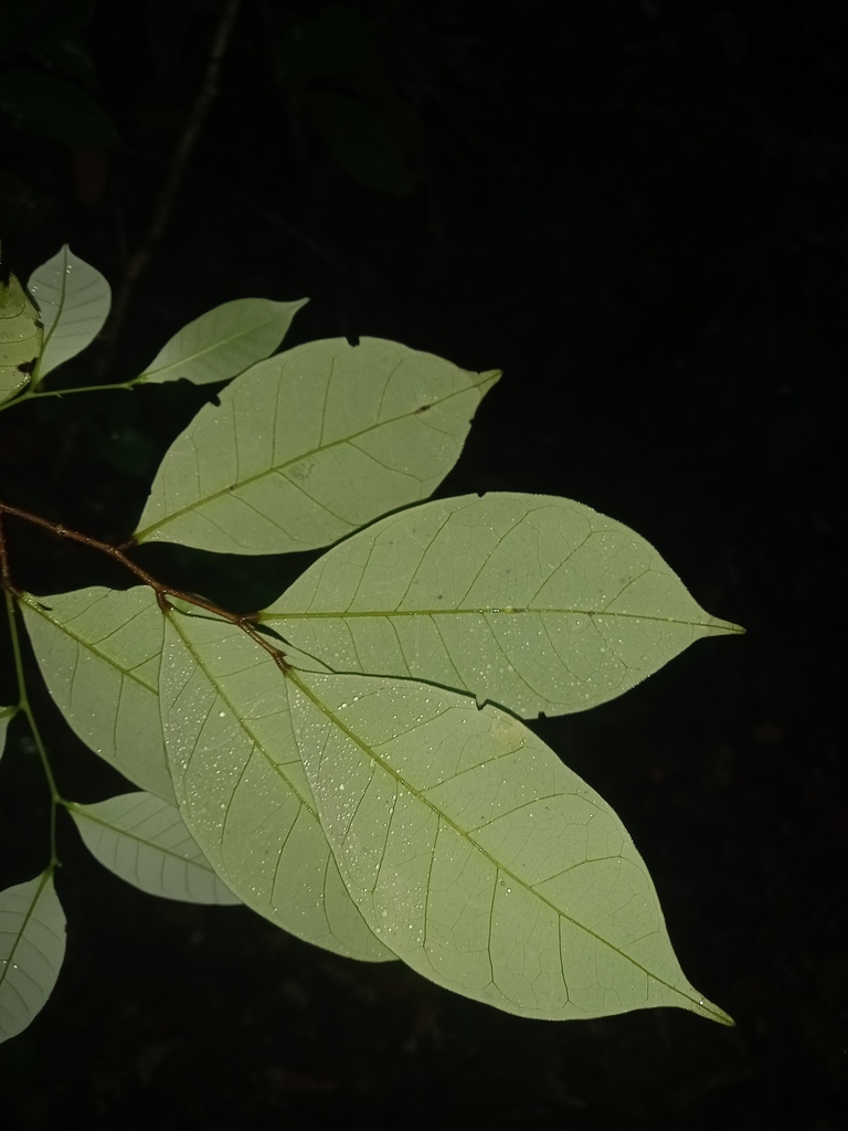 Licania canescens