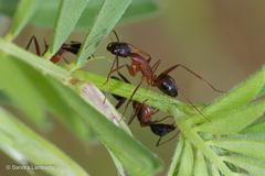Camponotus sanctus
