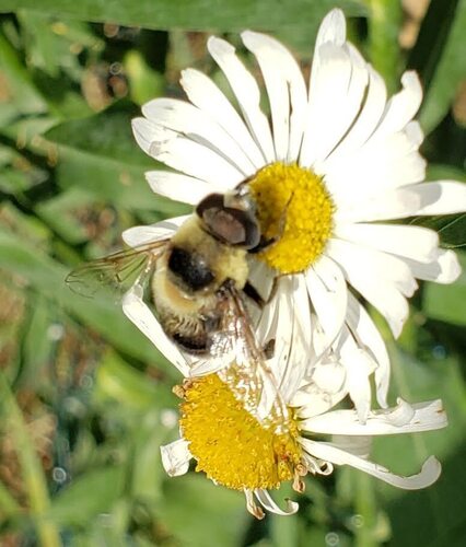 Unknown species found near Town of Delton, Sauk County, WI, USA