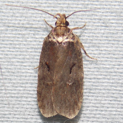 Agonopterix curvilineella