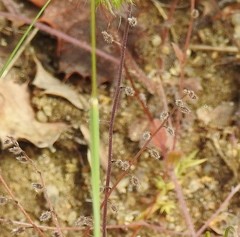 Myosotis discolor