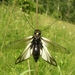 Libelloides sibiricus - Photo (c) tatyana_kolesnikova, algunos derechos reservados (CC BY-NC), subido por tatyana_kolesnikova