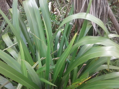 Phormium cookianum hookeri