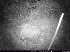 Elephantulus edwardii