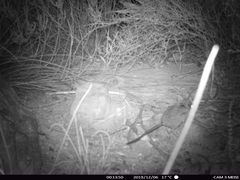 Elephantulus edwardii