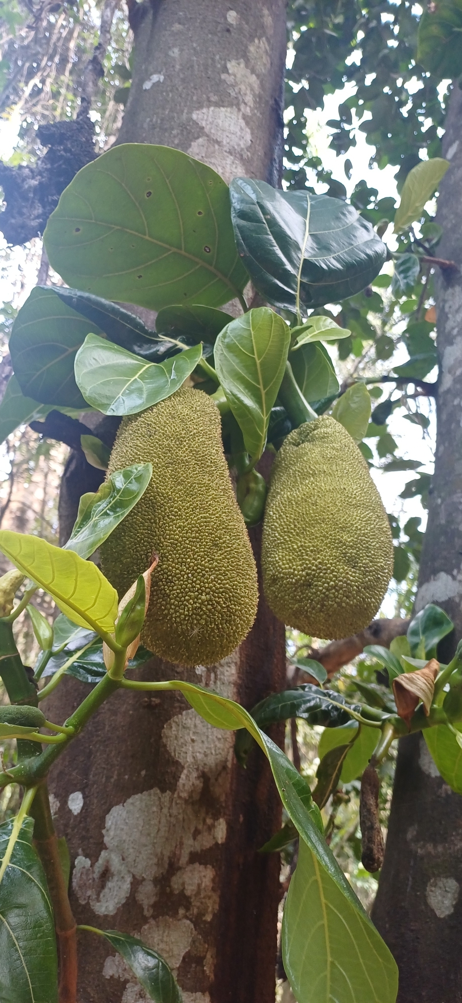 Artocarpus heterophyllus