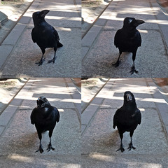 Corvus macrorhynchos