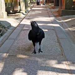 Corvus macrorhynchos