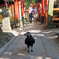 Corvus macrorhynchos