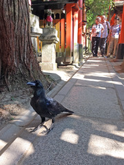 Corvus macrorhynchos