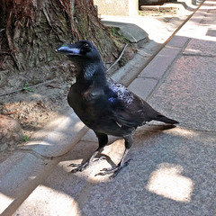 Corvus macrorhynchos