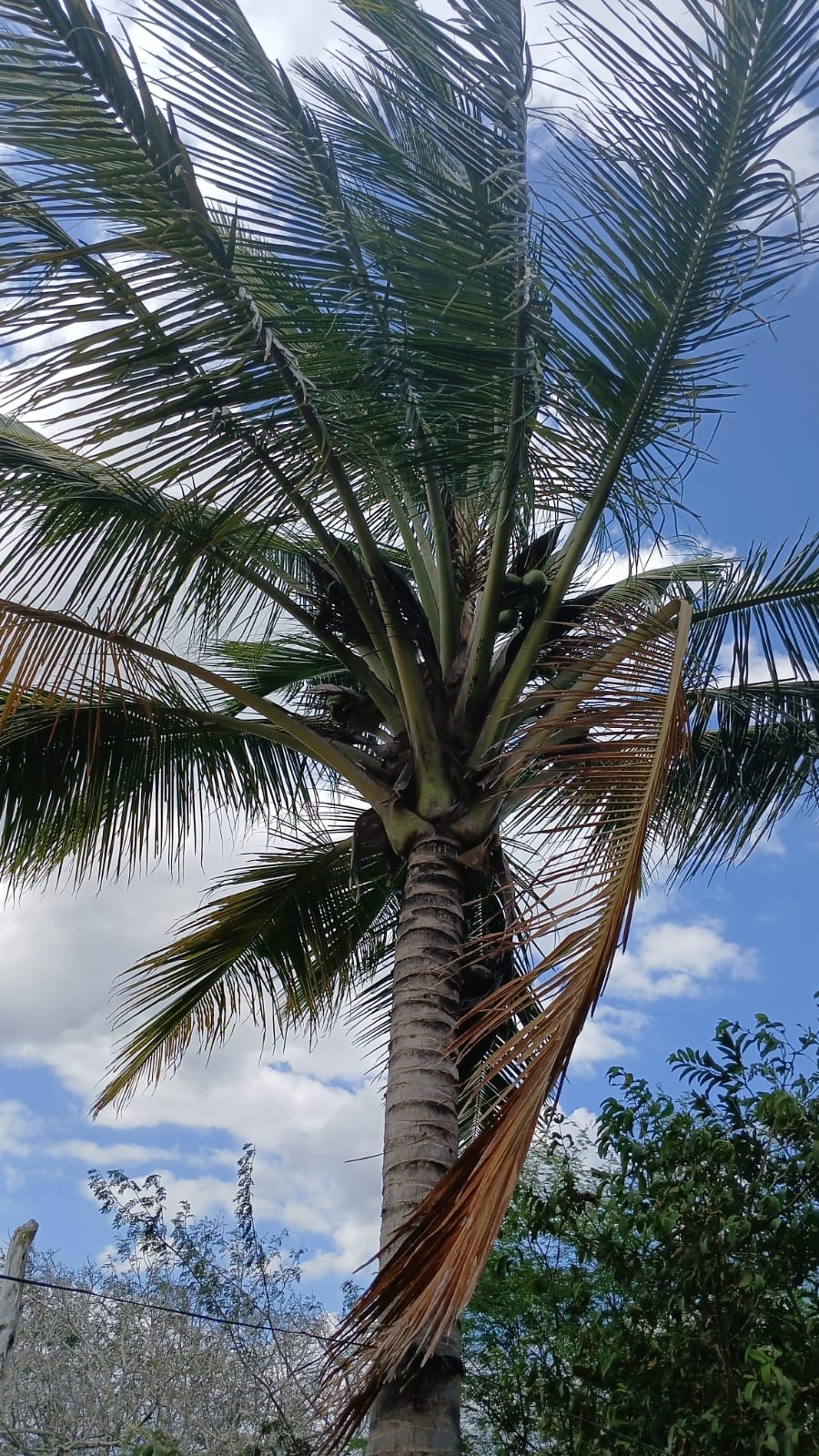 Cocos nucifera