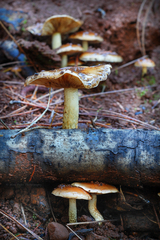 Pholiota brunnescens
