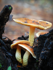 Pholiota brunnescens