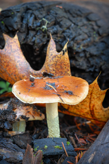 Pholiota brunnescens