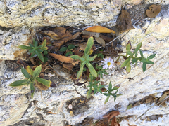 Symphyotrichum greatae