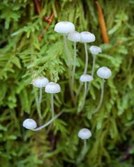 Hemimycena lactea