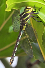 Zosteraeschna minuscula