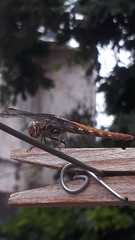 Orthemis nodiplaga