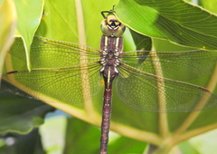 Zosteraeschna minuscula