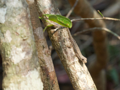 Lygodactylus tolampyae
