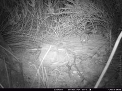 Elephantulus edwardii