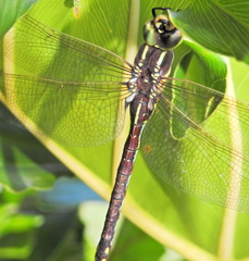 Zosteraeschna minuscula