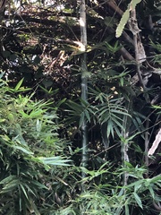 Stigmaeopsis celarius