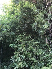 Stigmaeopsis celarius