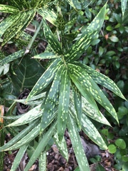 Stigmaeopsis celarius