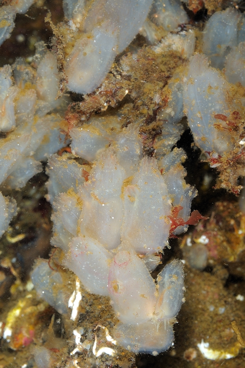 Ascidiella aspersa (Müller, 1776)