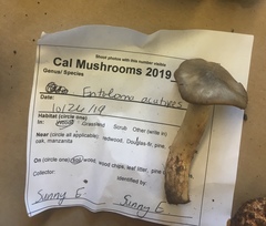Entoloma acutipes