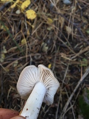 Entoloma acutipes