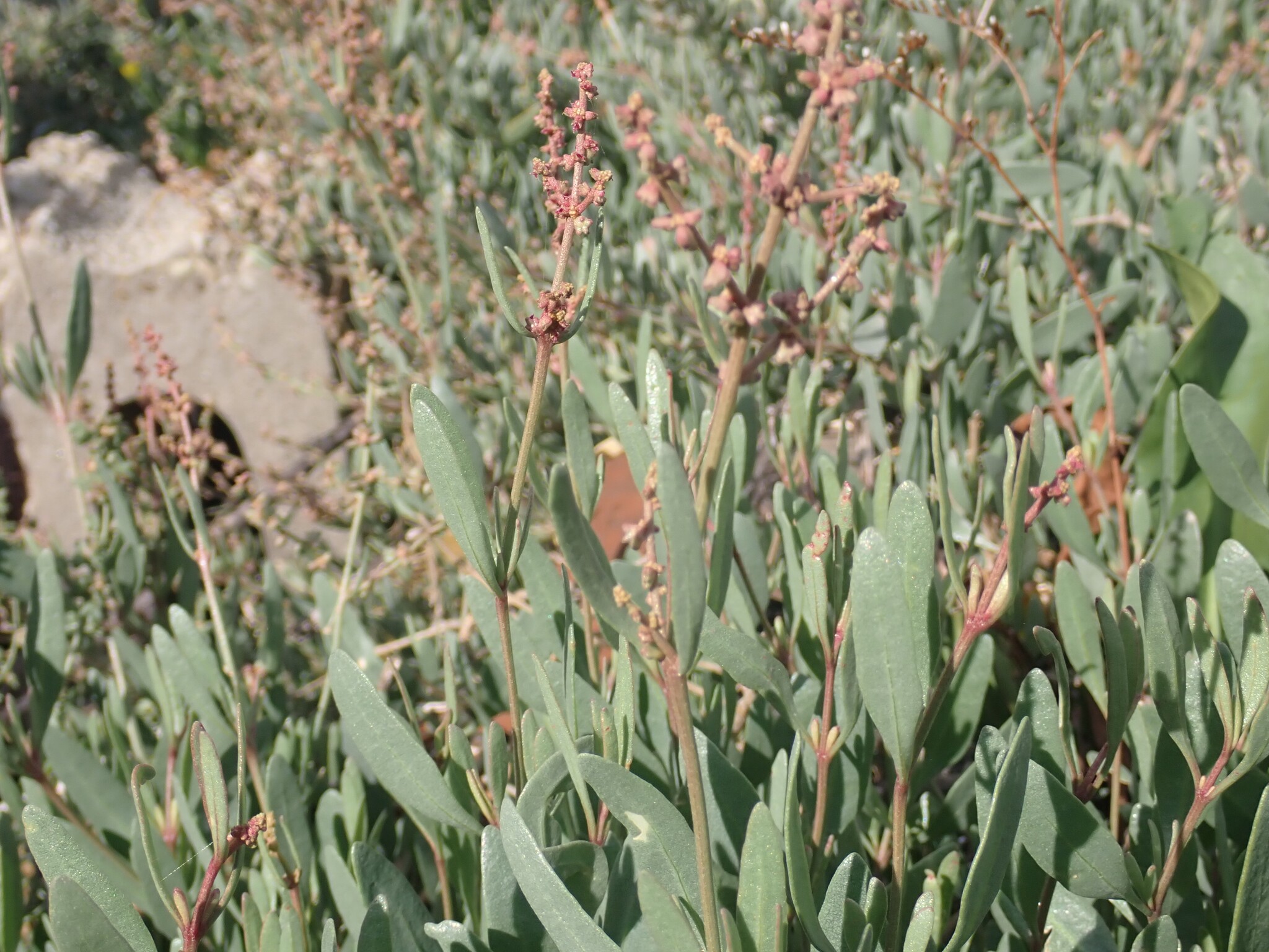 Atriplex portulacoides