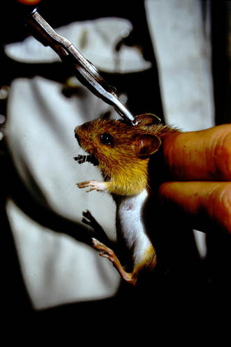 Woodland Jumping Mouse