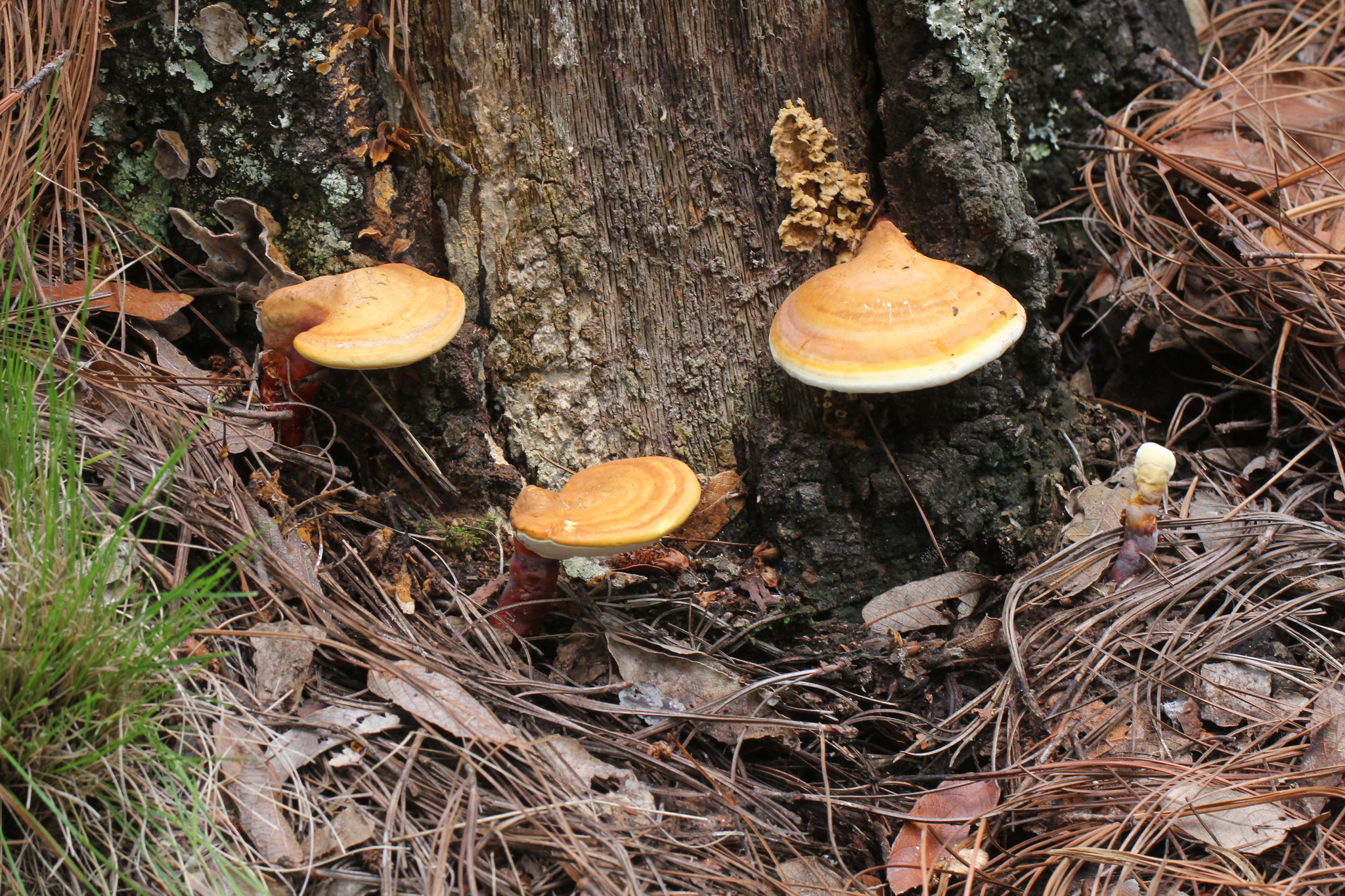 Ganoderma meredithiae image