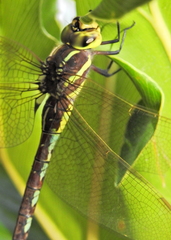 Zosteraeschna minuscula