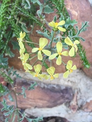 Pelargonium gibbosum
