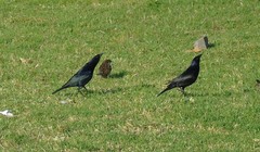 Molothrus bonariensis