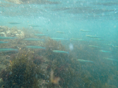 Atheriniformes