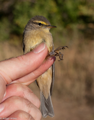 Phylloscopus griseolus