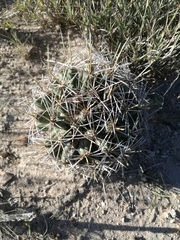 Coryphantha robustispina