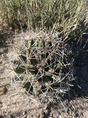 Coryphantha robustispina