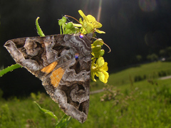 Chrysorithrum flavomaculata