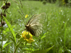 Parnassius stubbendorfii