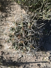 Coryphantha robustispina