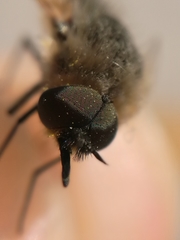 Bombyliinae