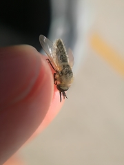 Bombyliinae